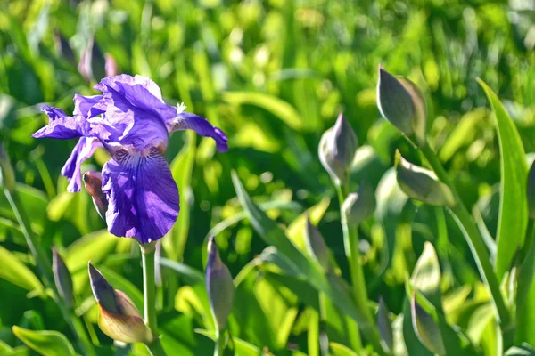 Světlé barevné iris květiny na pozadí země na jaře — Stock fotografie