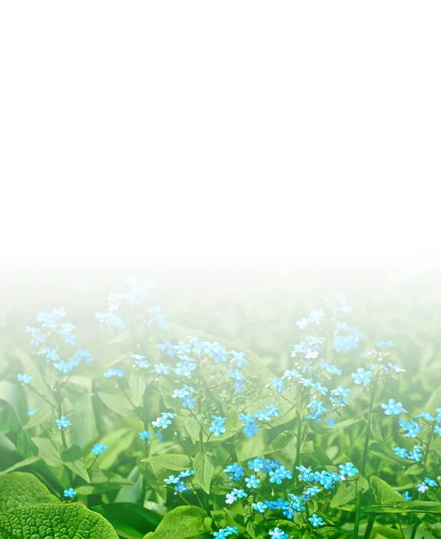 Me-nots Wildflowers on the background of the summer landscape. — Stock Photo, Image