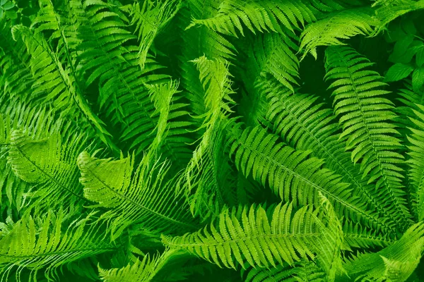 Зелене листя папороті на тлі літнього ла — стокове фото