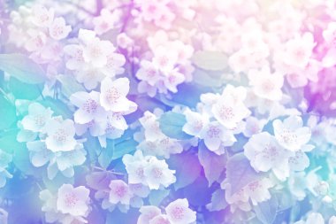 Yasemin şube hassas bahar çiçekleri beyaz