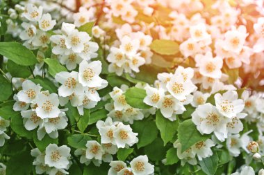 Yasemin şube hassas bahar çiçekleri beyaz