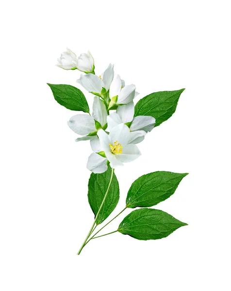 Tak van jasmijn bloemen geïsoleerd op witte achtergrond — Stockfoto