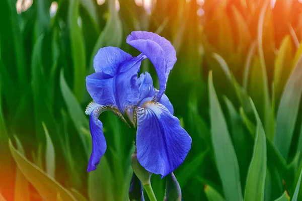 Iris van heldere kleurrijke bloemen op een achtergrond van het voorjaar landt — Stockfoto