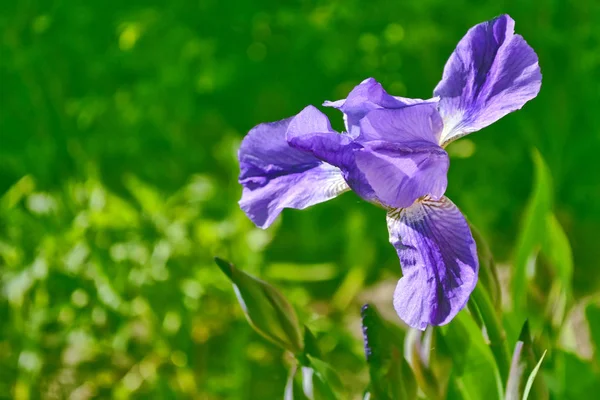 Bunga iris cerah berwarna-warni pada latar belakang tanah musim semi — Stok Foto