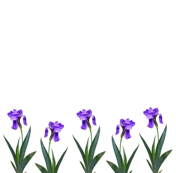 Jarní květiny iris izolovaných na bílém pozadí. — Stock fotografie