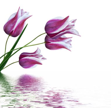 bahar çiçekleri beyaz arkaplanda izole laleler. 