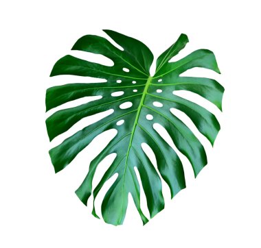 Tropikal çiçek monstera yaprak yeşil