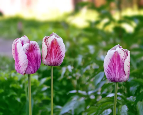 Helle und bunte Blumen Tulpen — Stockfoto