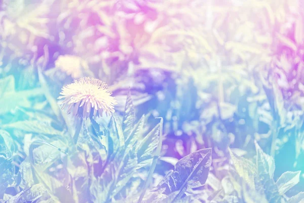 Flauschige Löwenzahnblüte vor dem Hintergrund des Sommerlochs — Stockfoto