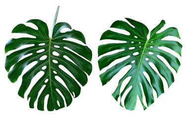 Canavarlar ve ferns yeşil yaprak çiçek arka plan