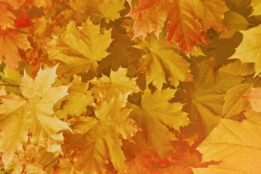 sonbahar manzara parlak renkli yeşillik ile. Pastırma yazı.