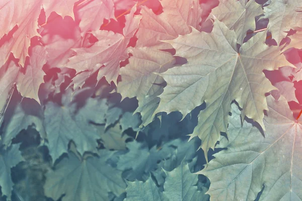 明るいカラフルな紅葉と秋の風景。インドの夏. — ストック写真