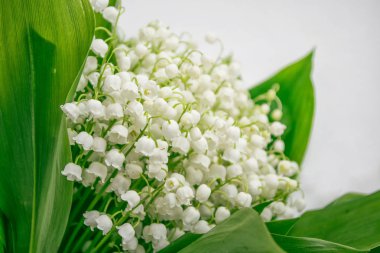 Bahar manzarası. çiçekleri vadideki zambak