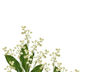 Lily of the valley flower  clipart