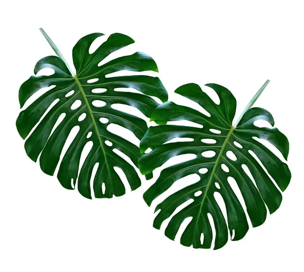 Canavarlar ve ferns yeşil yaprak çiçek arka plan