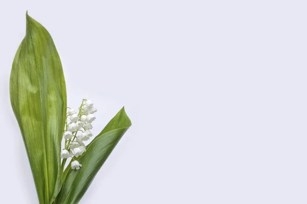 Lilia z kwiatu doliny — Zdjęcie stockowe