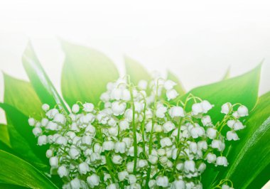 Bahar manzarası. çiçekleri vadideki zambak