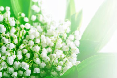 Bahar manzarası. çiçekleri vadideki zambak