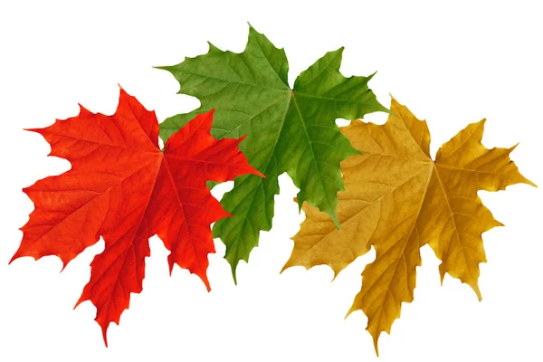 Luminoso follaje de otoño colorido — Foto de Stock