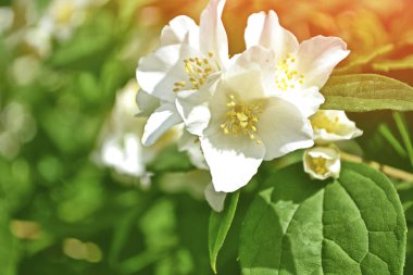Yasemin şube hassas bahar çiçekleri beyaz