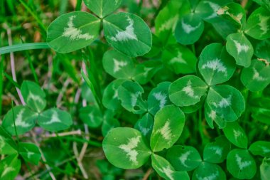 Bir arka plan yaz manzara yapraklarda Yeşil yonca