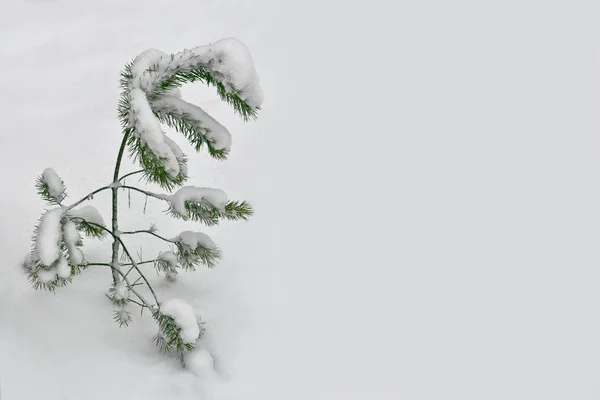 Forêt d'hiver gelée avec arbres enneigés. — Photo