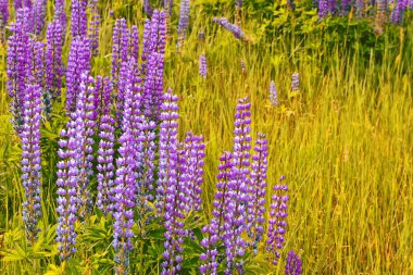 Yaz parlak acı bakla çiçekler çok güzel, yatay