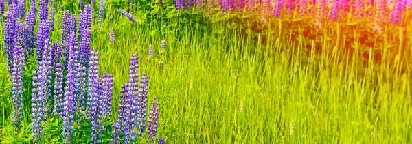 Summer landscape with beautiful bright lupine flowers — Stock Photo, Image