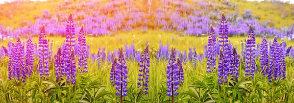 Zomer landschap met mooie heldere lupine bloemen — Stockfoto