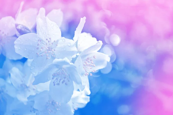 Şube hassas bahar çiçekleri — Stok fotoğraf