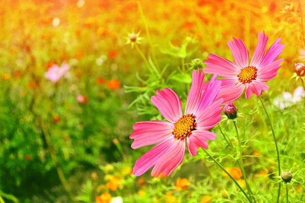 Coloridas flores del cosmos sobre un fondo de paisaje de verano. —  Fotos de Stock
