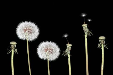 Bulanık çiçek dandelions bahar 