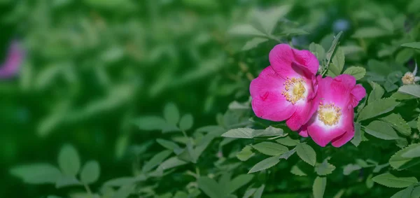 Vilda rosenknoppar färgglada blommor — Stockfoto