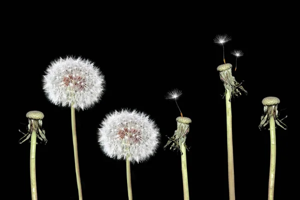 Primavera fiori sfocati denti di leone — Foto Stock