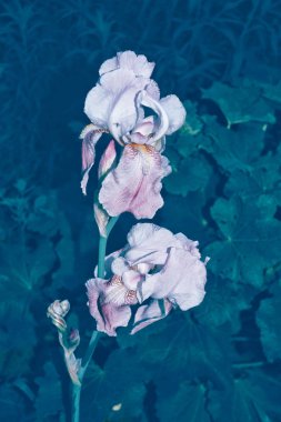 Parlak renkli iris çiçekler 