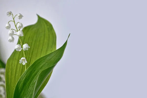 Lelie van de vallei bloem — Stockfoto