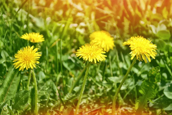 Flor de diente de león esponjosa contra el fondo del lan verano — Foto de Stock