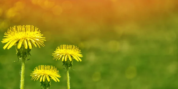 Flor de diente de león esponjosa contra el fondo del lan verano —  Fotos de Stock