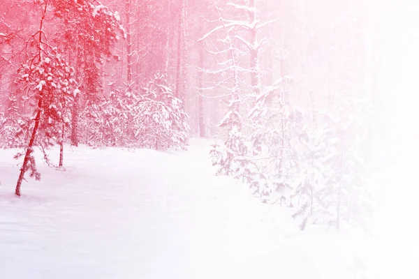 Floresta de inverno congelada com árvores cobertas de neve. — Fotografia de Stock