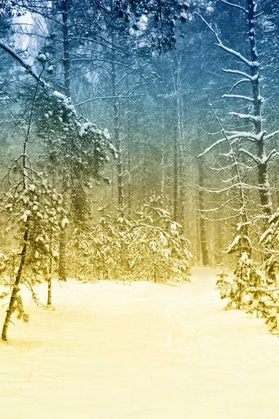 Karla kaplı ağaçlarla donuk kış ormanı.