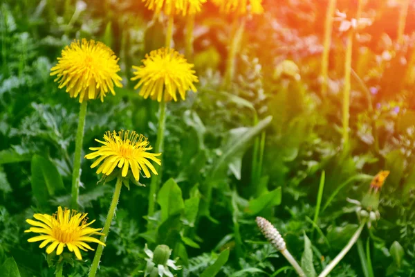 Fluffy mælkebøtte blomst - Stock-foto