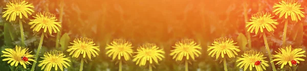 Fluffy dandelion flower against the background of the summer lan — Stock Photo, Image