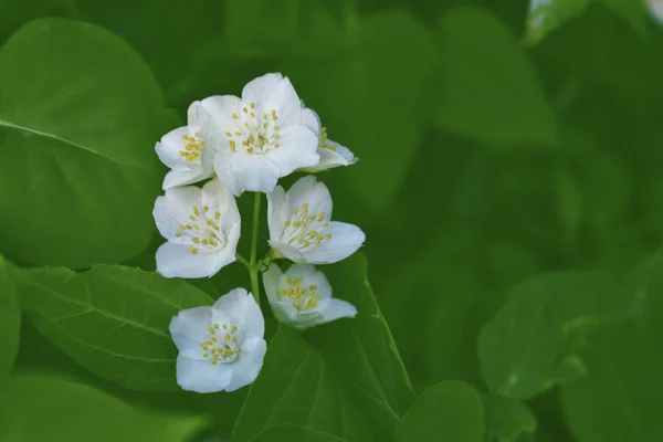 Jazmín blanco La rama delicadas flores de primavera — Foto de Stock