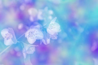 Yasemin şube hassas bahar çiçekleri beyaz