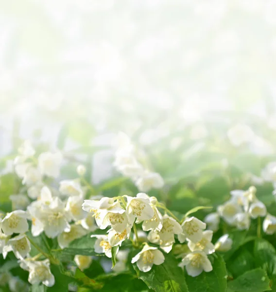 Weißer Jasmin der Zweig zarte Frühlingsblumen — Stockfoto