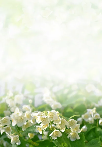 White jasmine The branch delicate spring flowers — Stock Photo, Image