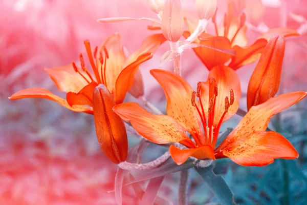 夏の背景に色とりどりの美しい花ユリ — ストック写真