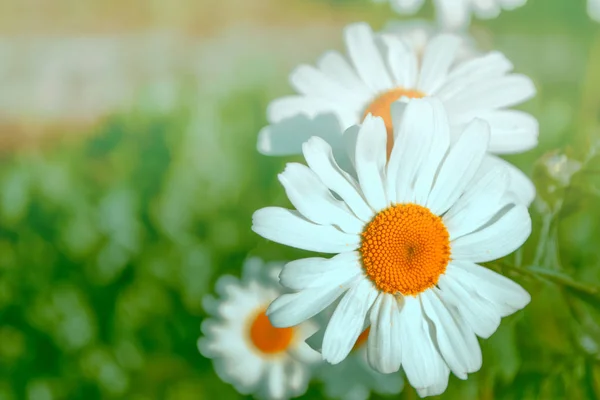 Flores de margarida brilhantes brancas em um contexto do landsca de verão — Fotografia de Stock