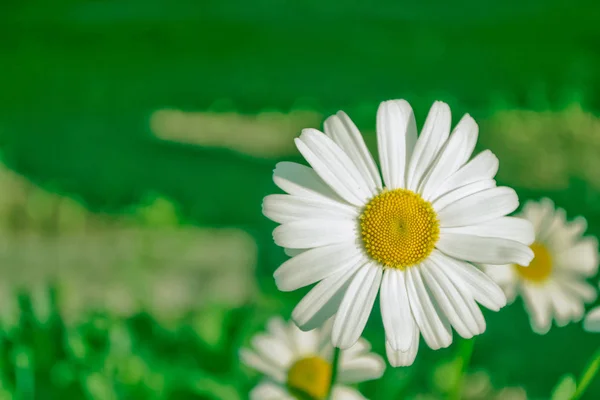 Flores de margarita blanca brillante sobre un fondo de la landsca de verano —  Fotos de Stock