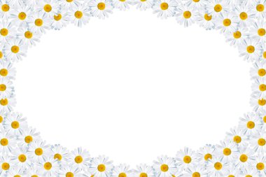 Beyaz arka plan üzerinde izole papatyalar yaz çiçek. 